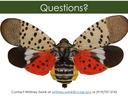 Questions? heading; spotted lanternfly with red hindwings; contact Whitney Swink (919)707-3742