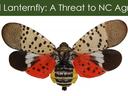 Adult Spotted Lanternfly