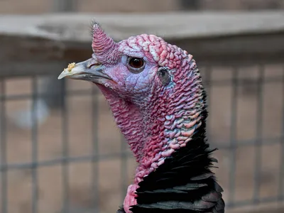 Turkey