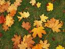 Leaves on the lawn