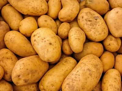Pile of unwashed yellow potatoes with soil spots