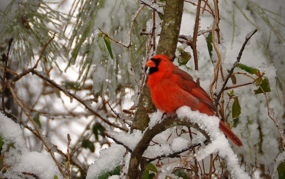 Cardinal in a snowy evergreen.