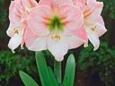photo of an apple blossom amaryllis