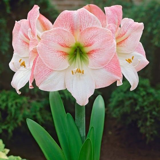 photo of an apple blossom amaryllis