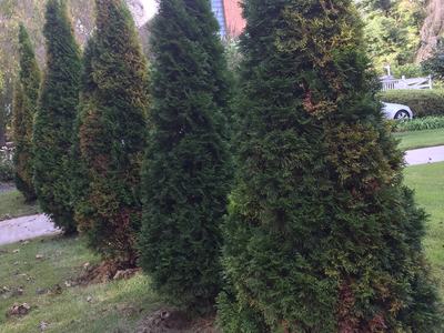 arborvitae canker disease