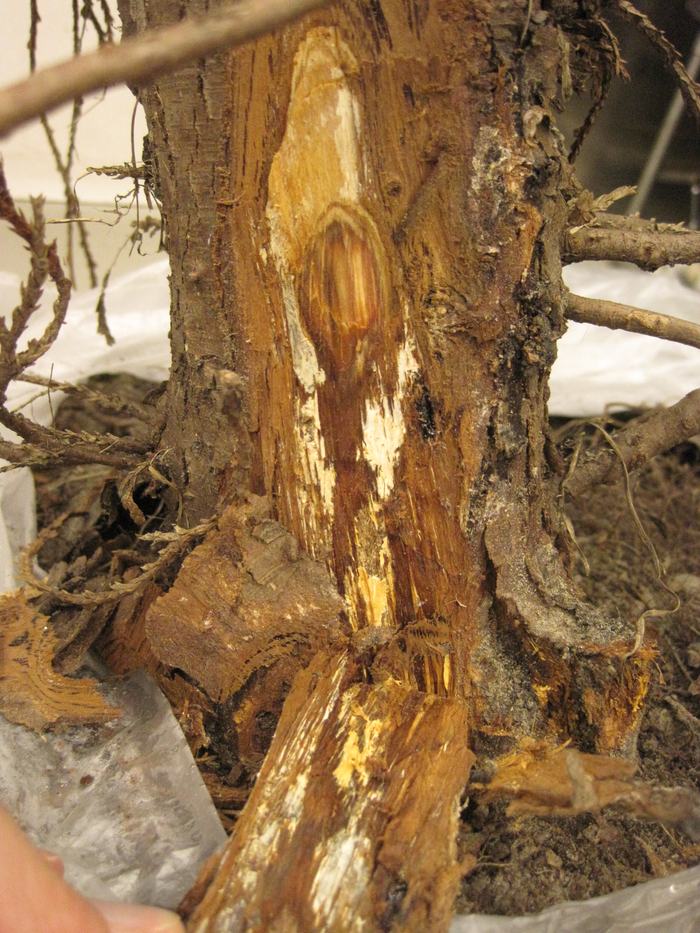 arborvitae trunk with bark peeled back