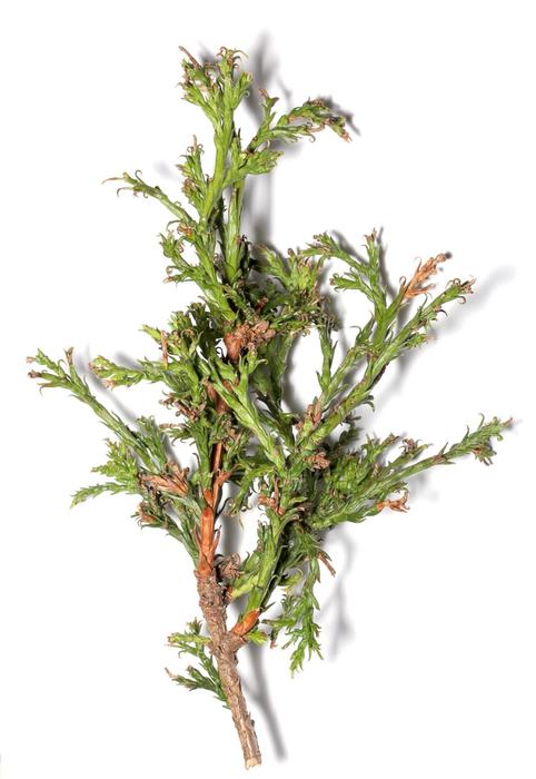 close-up of arborvitae branch with elongated, recurved needles