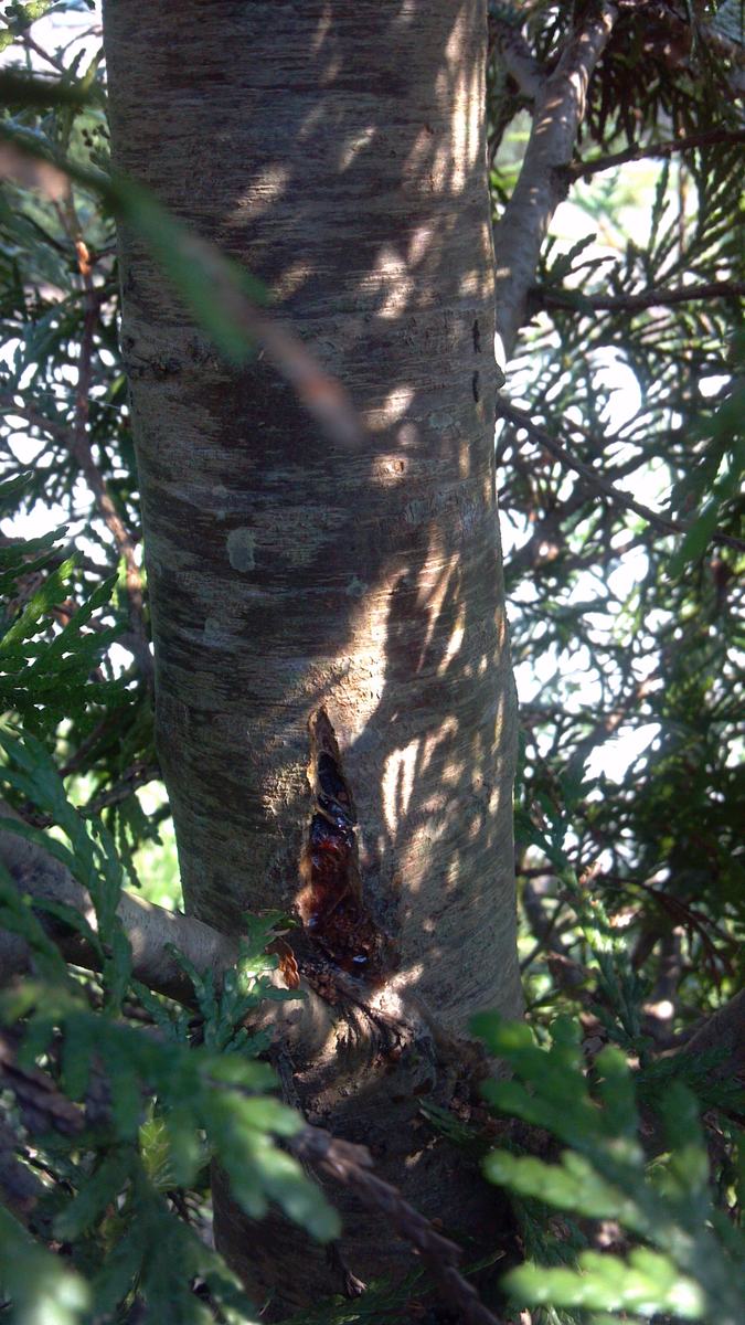 Large vertical split in bark of trunk, with resin exuding from it