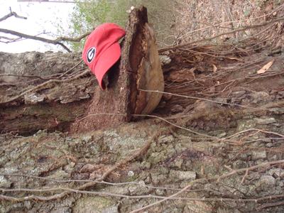 artist conk on tree