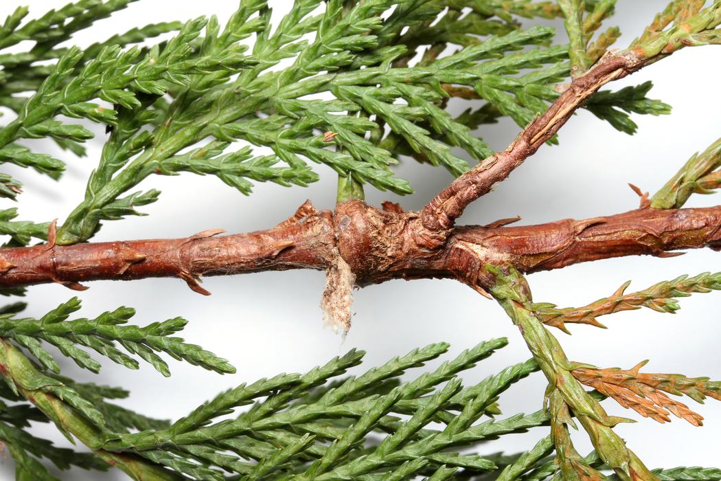 Swelling in cypress twig from silken bagworm tie-off