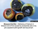 tomatoes with blossom end rot