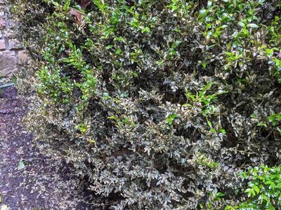 boxwood blight
