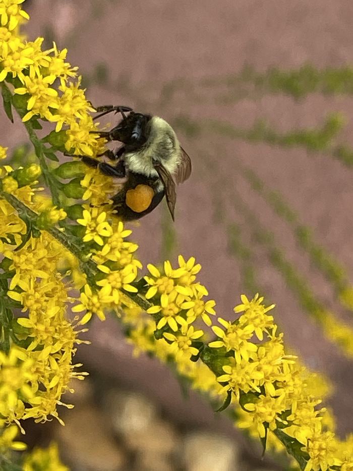 bumblebee on yellow flower