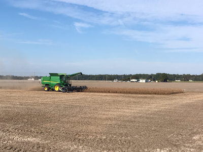 Perquimans Soybean Harvest