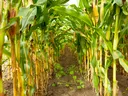Path between rows of green corn stalks in a cornfield