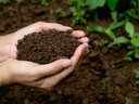hands holding brown soil with grass in background
