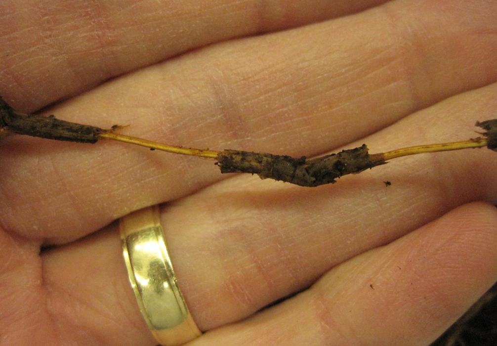 a medium sized Cryptomeria root where the outer portion is broken in several pieces but the inner vascular tissue is not