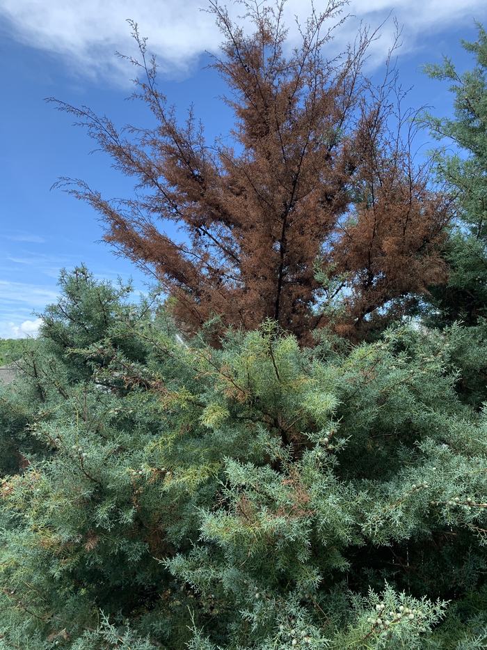 Large cedar tree with lush needles on lower portion but dead in the entire upper portion.
