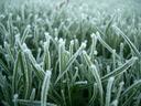 Grass blades coated with frost crystals