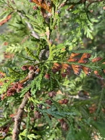 close-up of branches of arborvitae bearing tiny cones