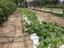  A high tunnel and plastic mulch can facilitate growing organically