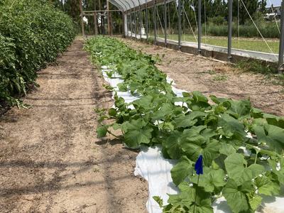  A high tunnel and plastic mulch can facilitate growing organically