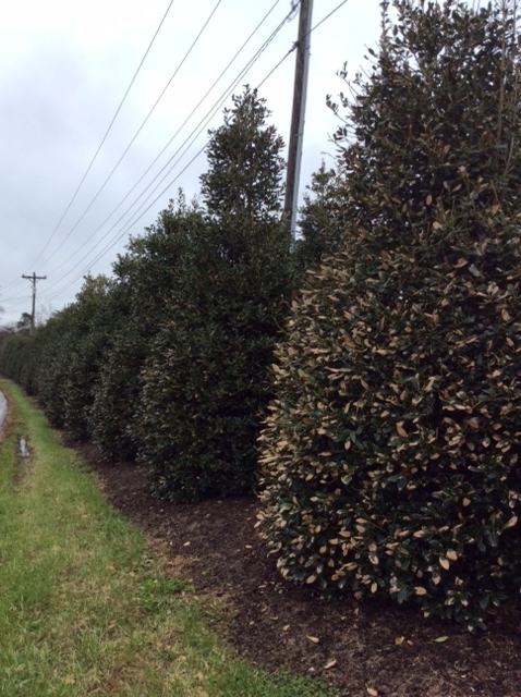 row of tall, pyramidal hollies showing tan spotting on much of foliage