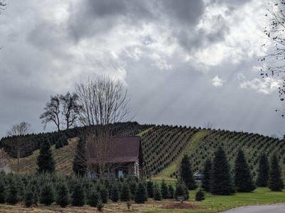 NC Christmas tree farm