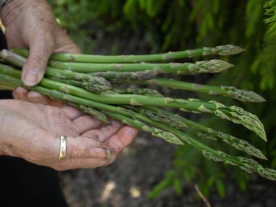asparagus in a hand