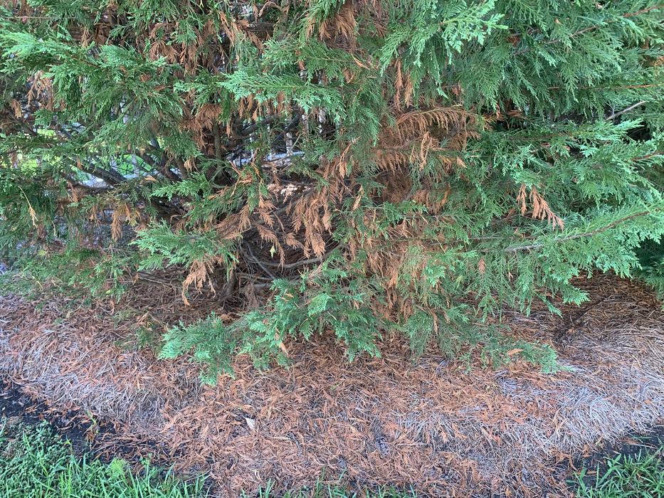 base of Leyland cypress with browning older needles and many twigs on the ground