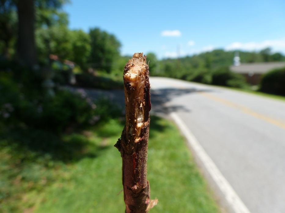 single medium-sized root removed from soil