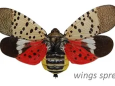Lanternfly with wings spread; beige spotted forewings and red hindwings; text wings spread