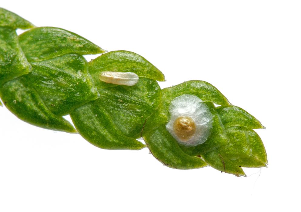 Small armored scales on needled of arborvitae