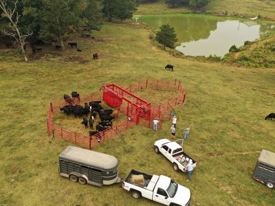 The OK Corral is being used to load out calves onto trailers and head for the sale. (Credit: Seth Nagy)