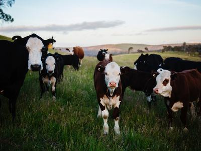 Herd of cows and calves standing in a grassy pasture at dusk