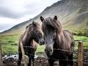 Two dark horses behind a barbed-wire fence in a grassy valley with a mountain backdrop