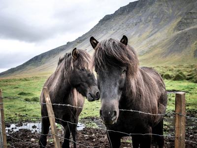 Two dark horses behind a barbed-wire fence in a grassy valley with a mountain backdrop