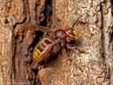 A large, red and yellow European hornet waits on the side of a tree.