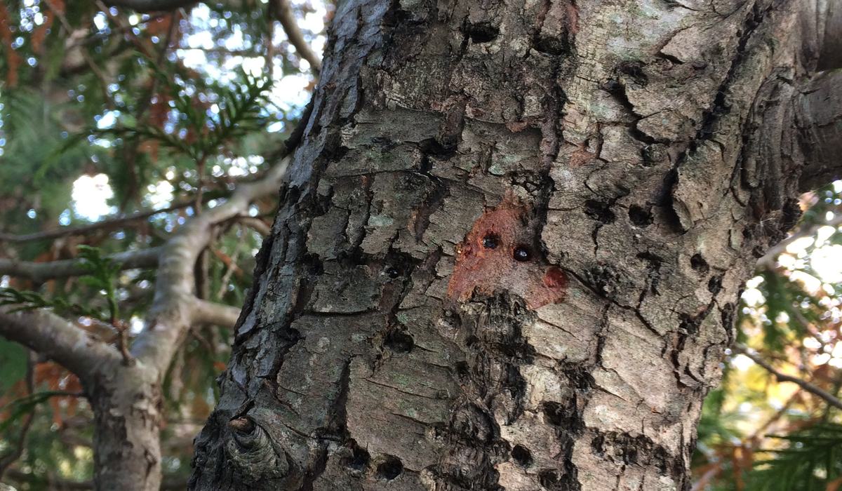 Identification and Decision Guide for Cypress Problems - Plant Disease ...