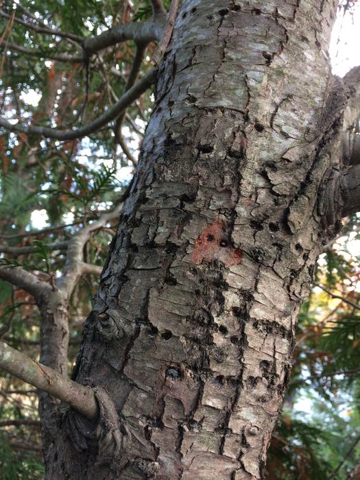Holes in the trunk of an arborvitae from sapsucker woodpecker