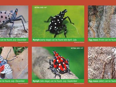 Spotted Lanternfly