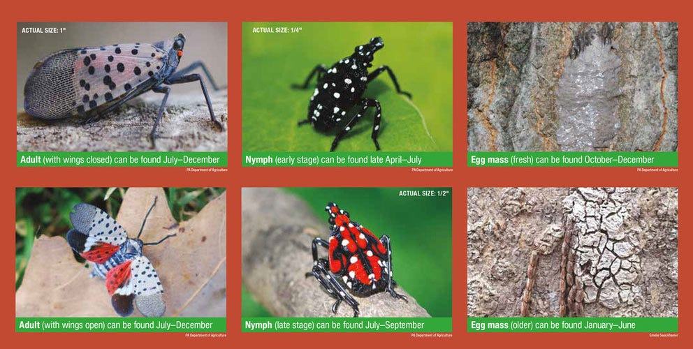 Spotted Lanternfly