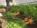 Tunnel Harvest