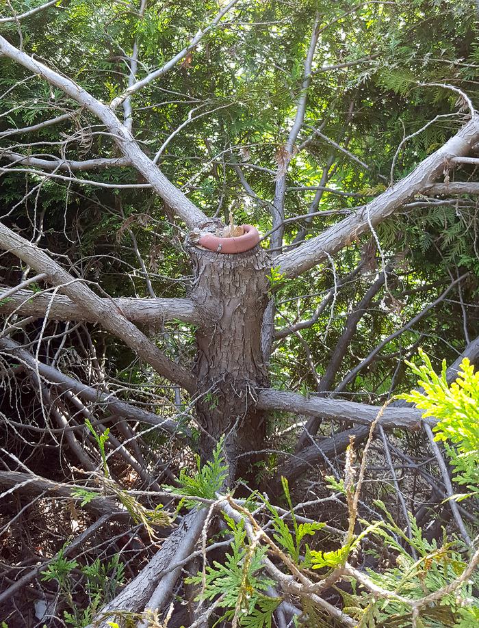 Tree missing top due to girdled stem from wire being left on