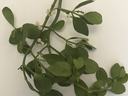 Mistletoe