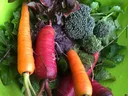 Carrots 'Calliope Blend'
