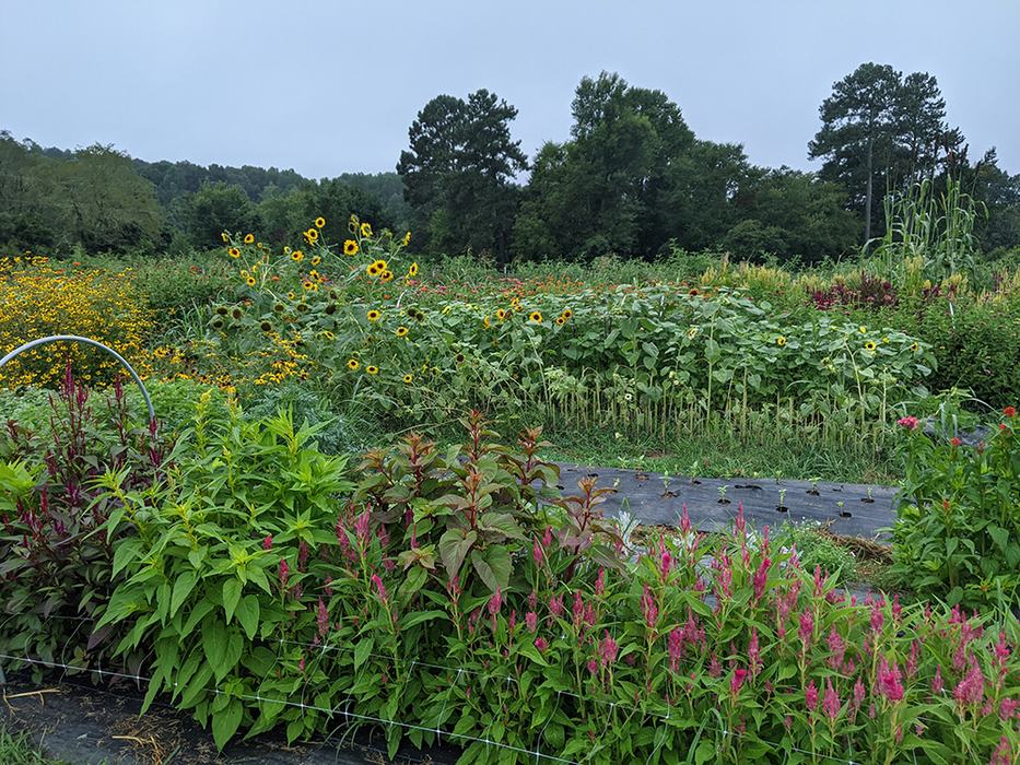 Rows of sunflowers and pink flowers in a garden plot with trees in background