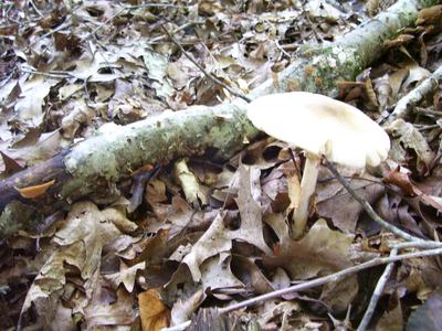 mushroom