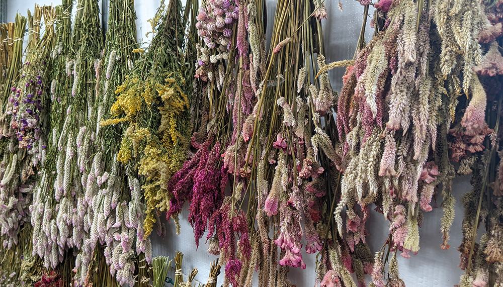 Bunches of assorted dried flowers hanging upside down to dry