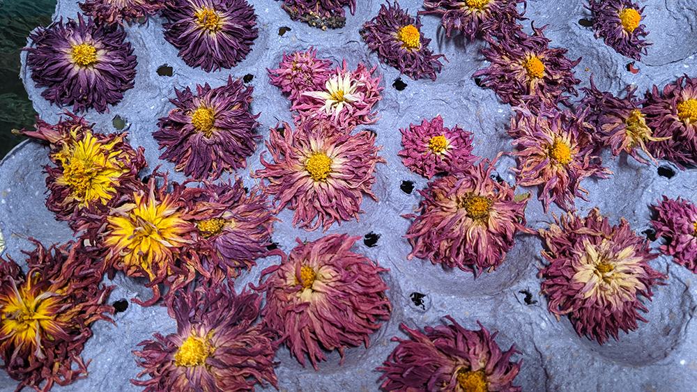 Dried chrysanthemum flowers arranged in gray egg carton depressions